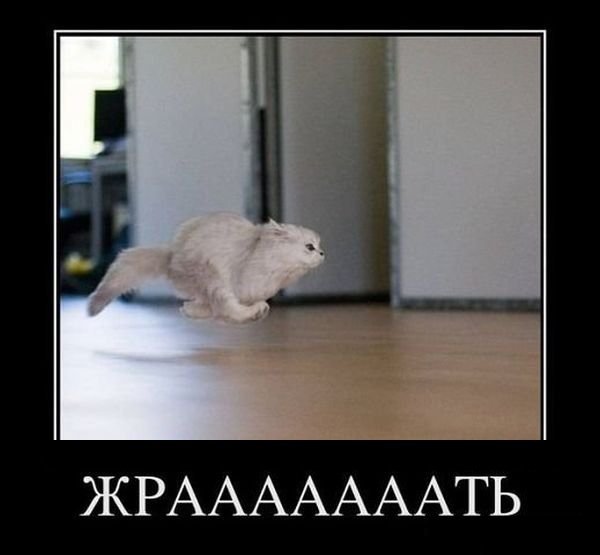 Кот бежит с работы
