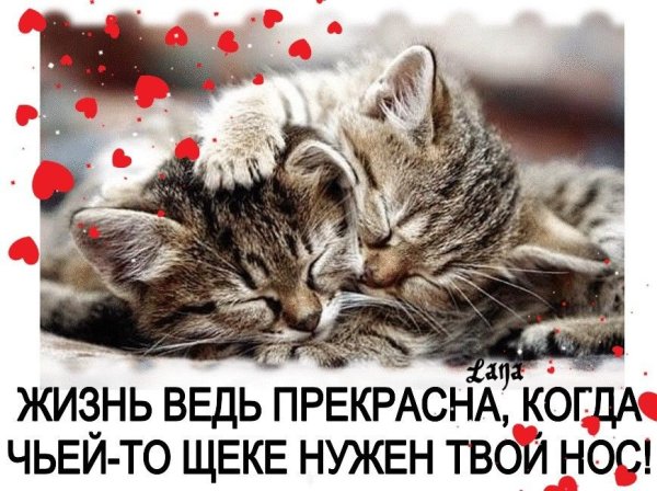 Целую тебя мой котик