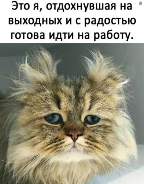 Коты после праздников