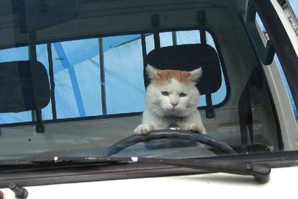 Коты в машине
