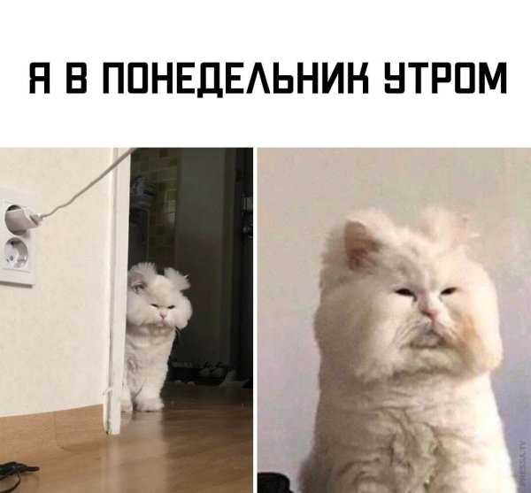 Коты в понедельник