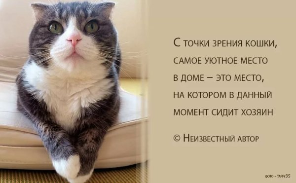 О котах и кошках