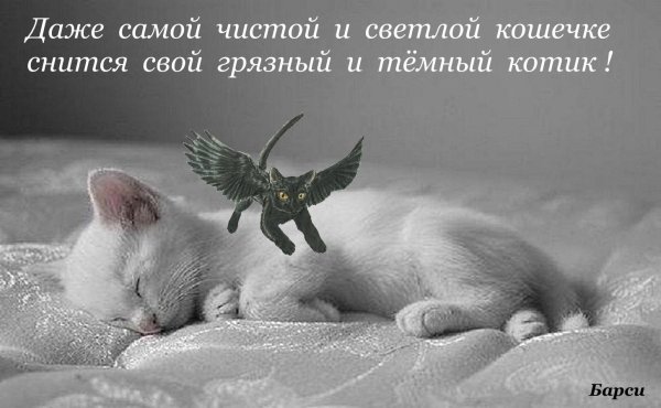 Сладких снов котик