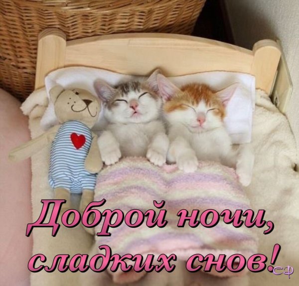 Котенок. Спокойной ночи!