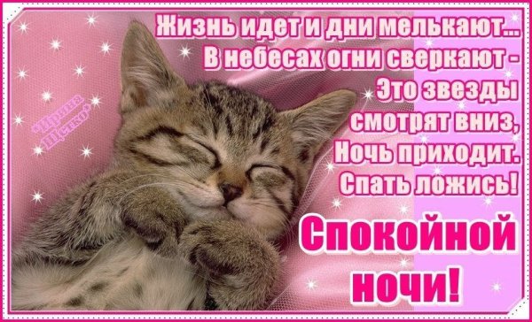 Котенок. Спокойной ночи!