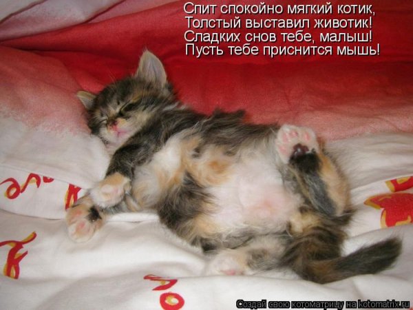 Спокойной ночи котик мой