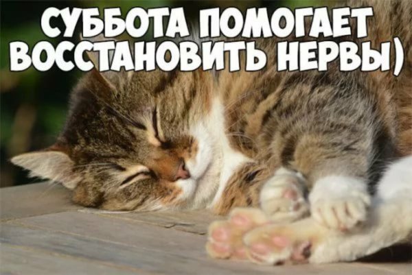 Выходной с котиками