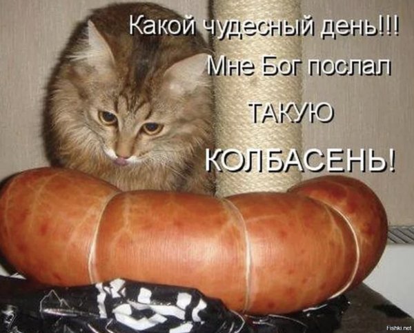 Кот и колбаса