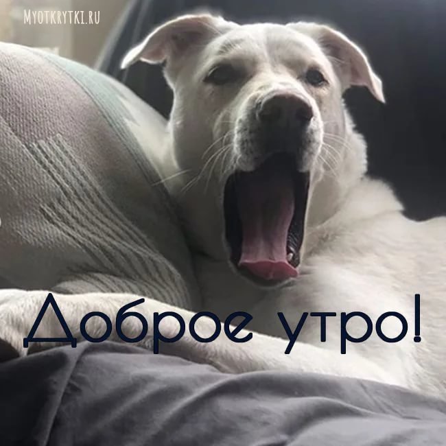 Картинки с добрым утром с собаками прикольные | Animals, Bulldog, Dogs