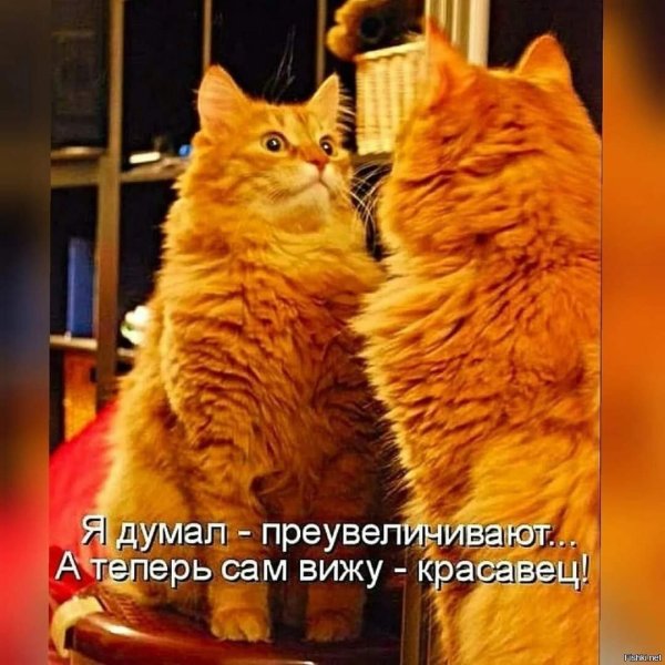 Про котов с надписями