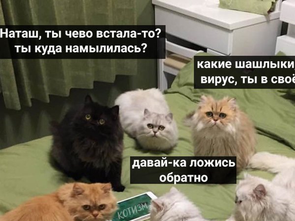 Мемы про котов