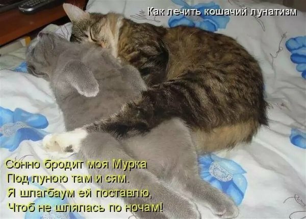 С котиками с надписями