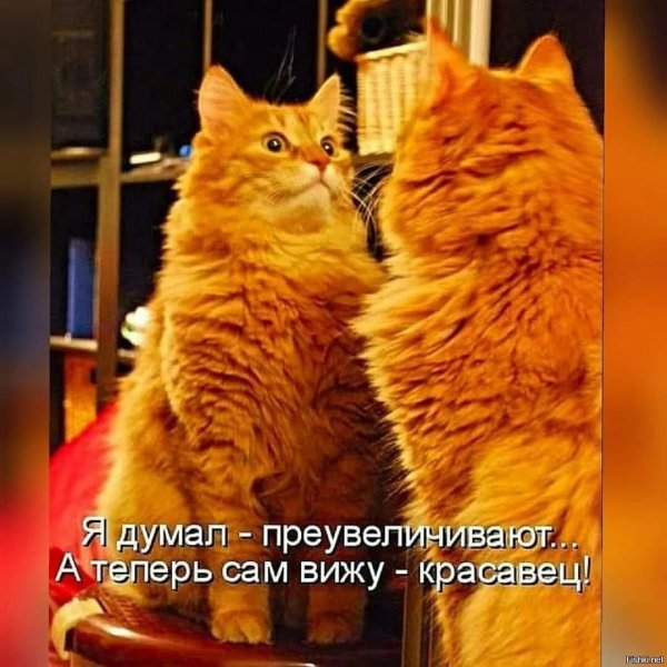 Забавные коты с надписями