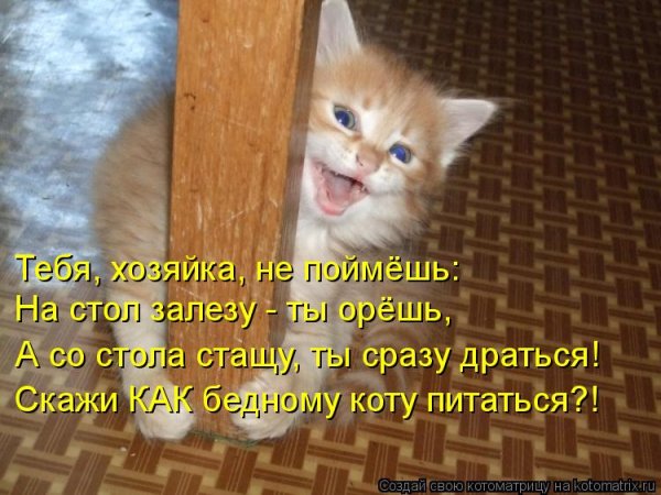 Котики с надписями для настроения