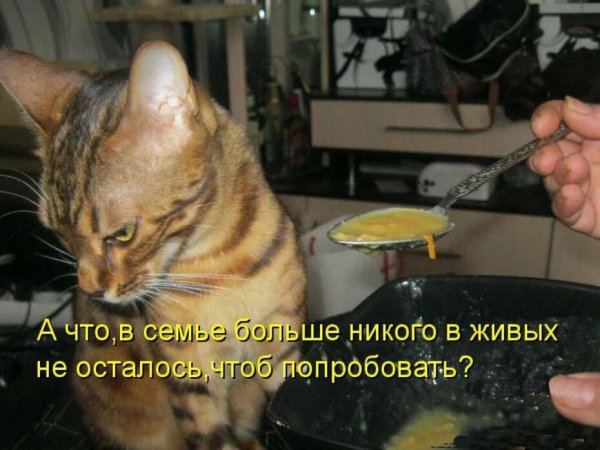 С котами и надписями