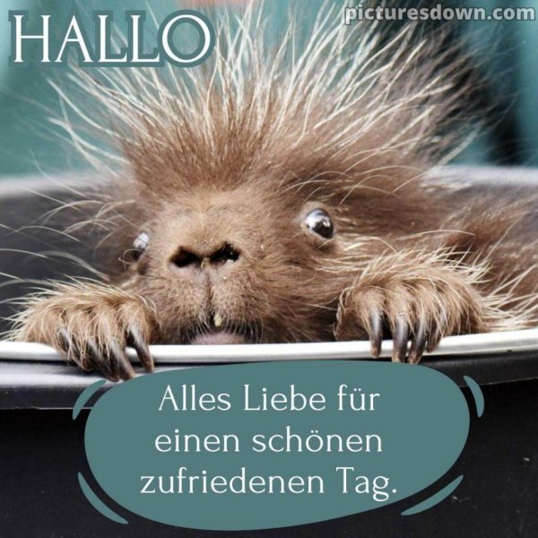 детеныш дикобраза