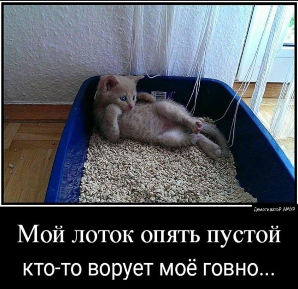 кот на лотке