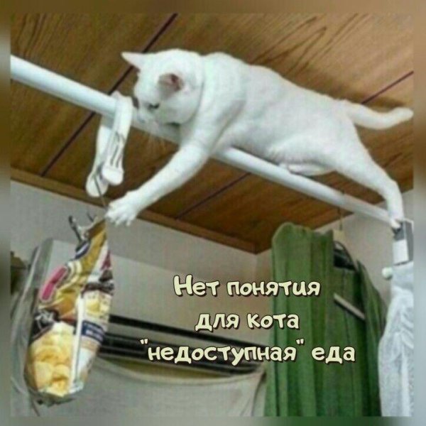 незаметный кот