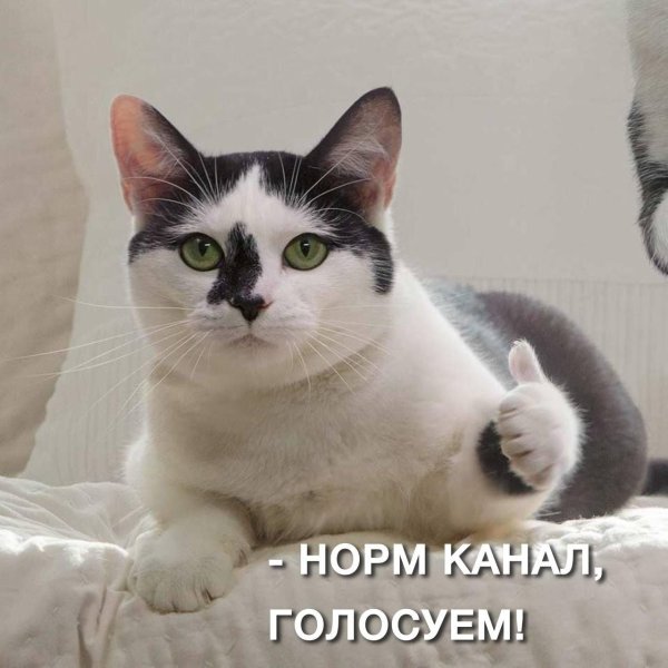 кот показывает класс