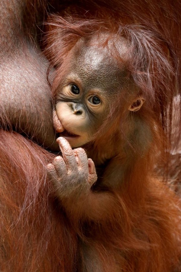 обезьяны орангутан детеныш