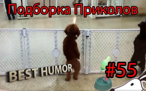 подборка приколов