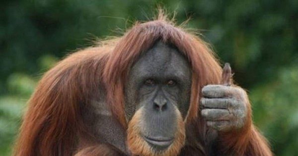 суматранский орангутан
