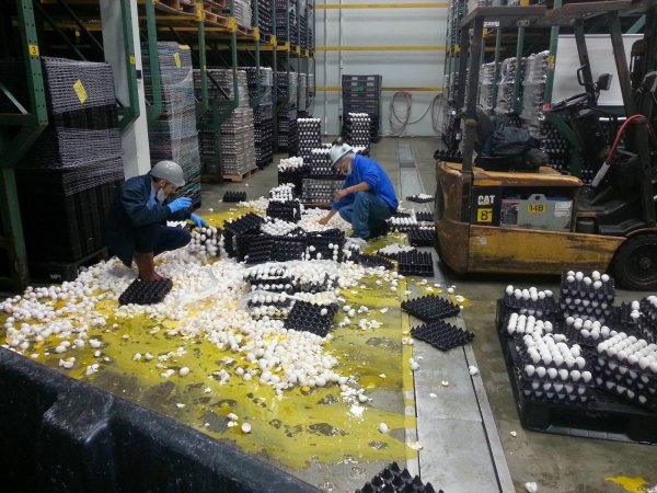 птицефабрика инская яйца