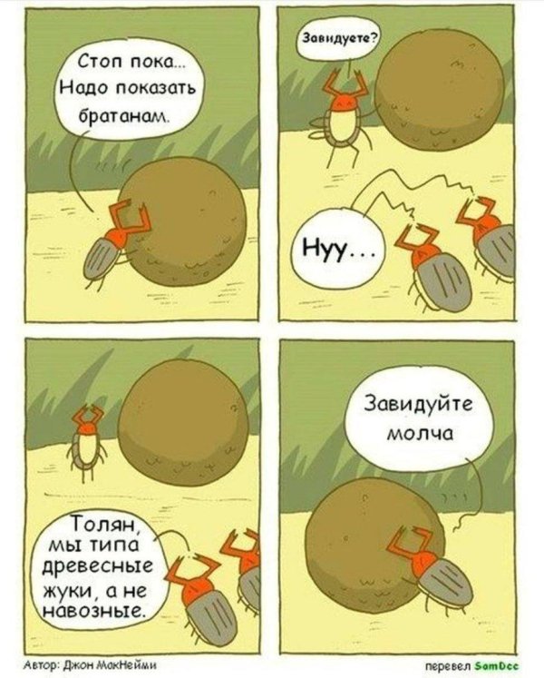 жуки навозники