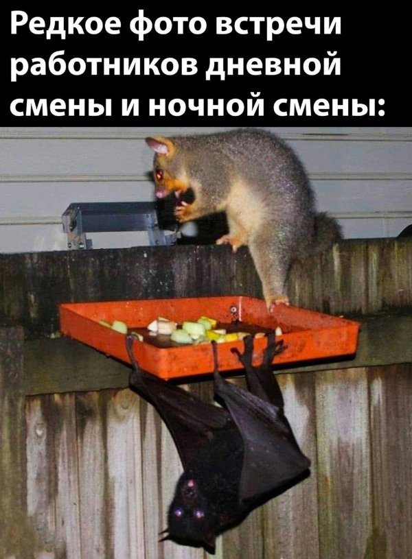 сумчатые млекопитающие