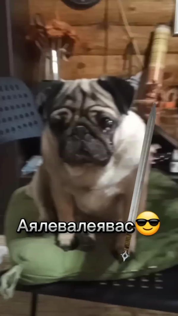 мопс порода