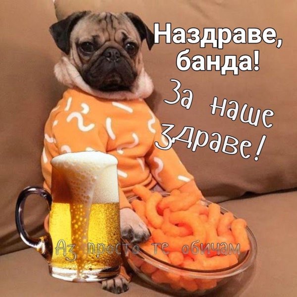 одежда для мопса