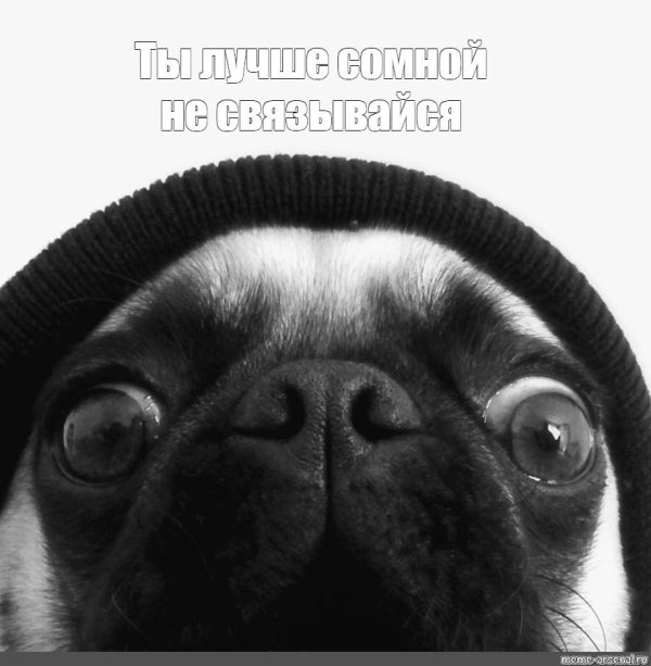 мопс гладкошерстный
