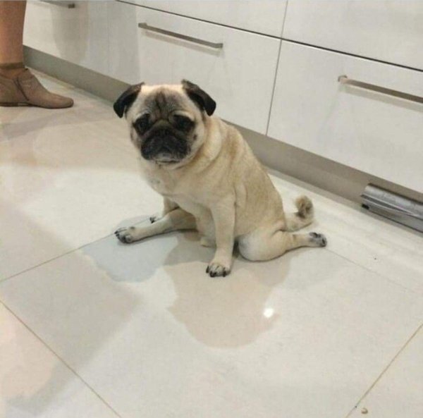 мопс флексит