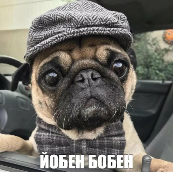 милые мопсы