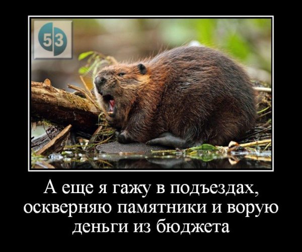 приколы с бобрами