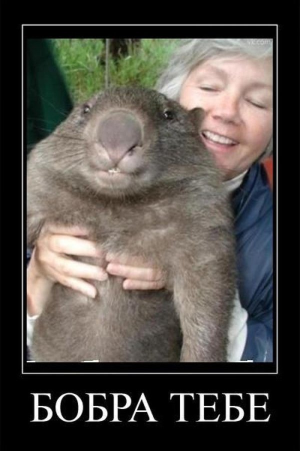 зверек вомбат