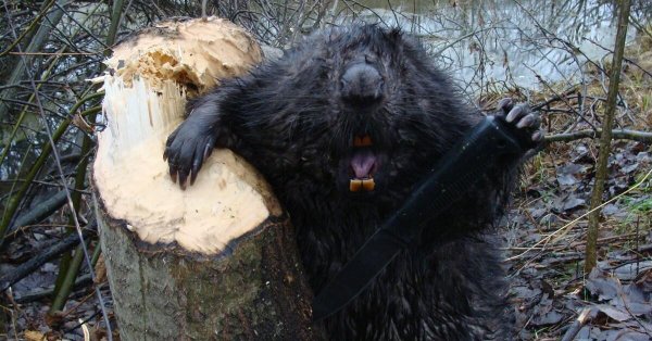 бобр канадский