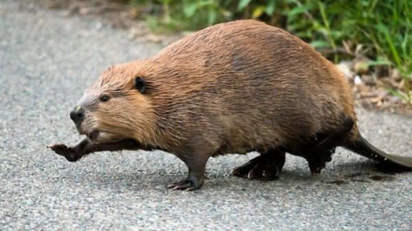 бобр речной