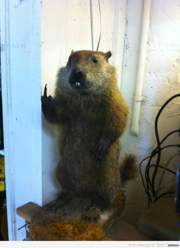 сурок животное