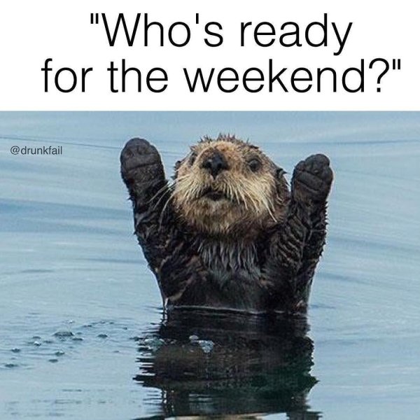 морская выдра