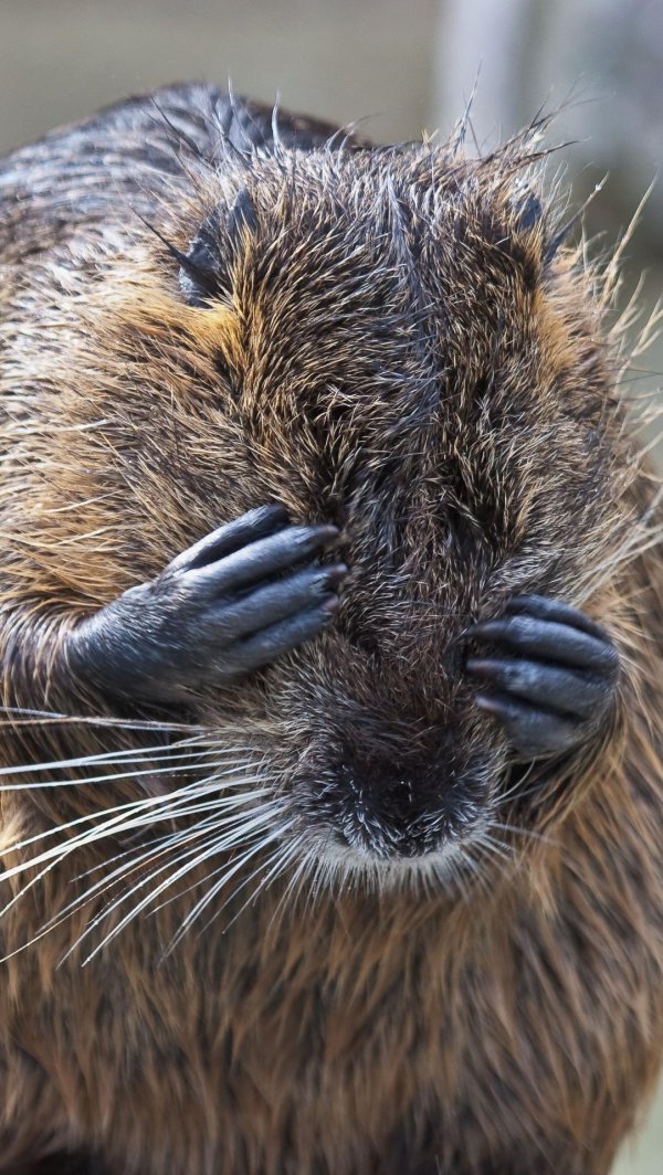 нутрия болотный бобр