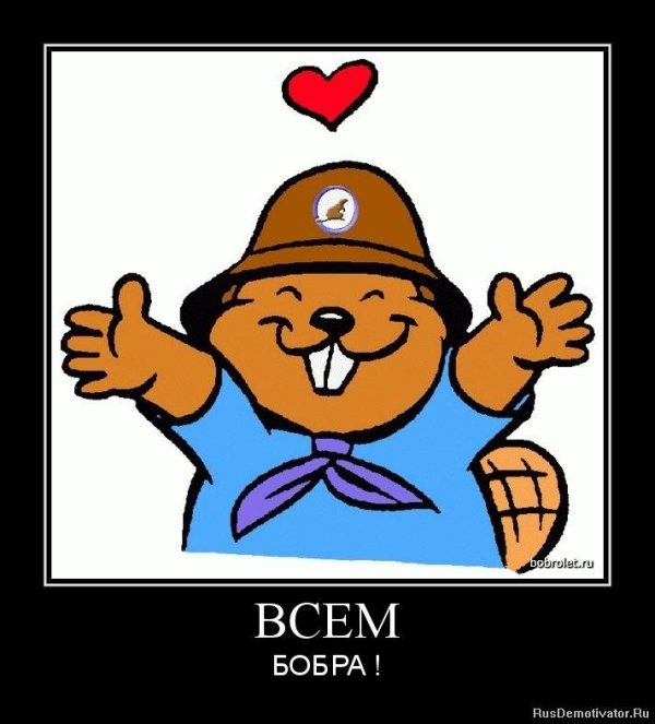 всем бобра