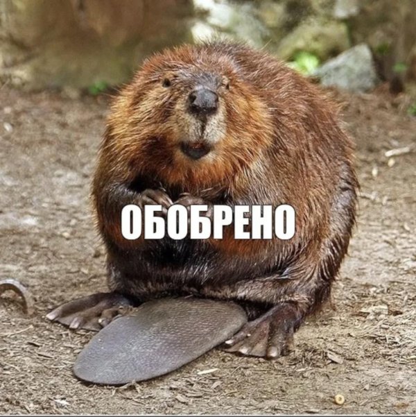 бобр канадский