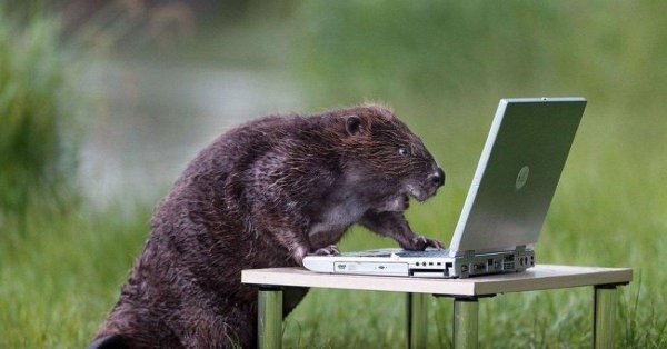 животное бобёр