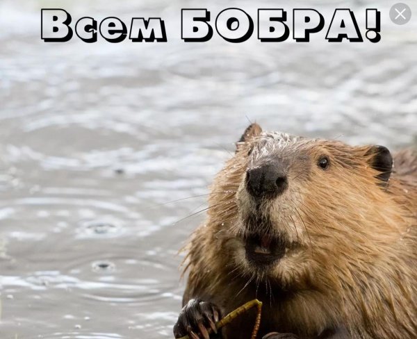 канадский бобр