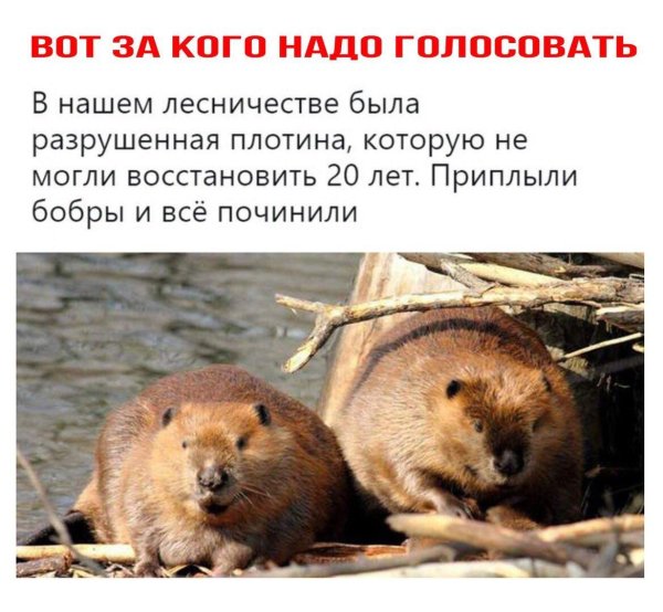 сообщение о бобрах 4 класс окружающий мир