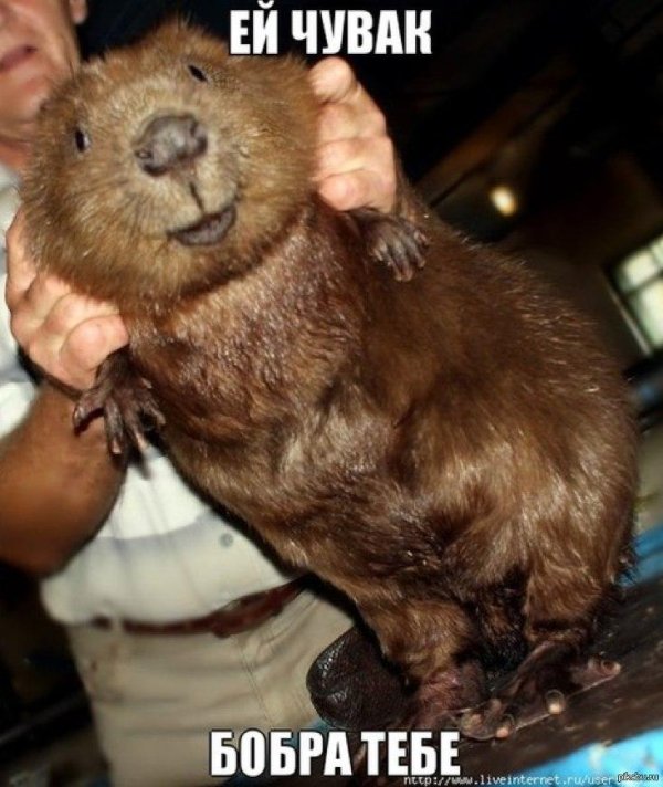 большие бобры