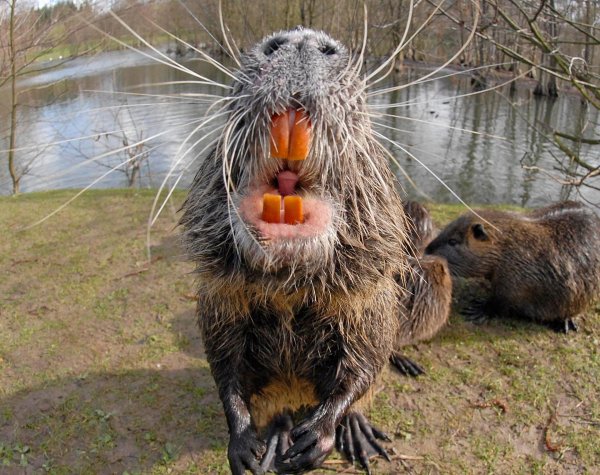 зубы у нутрии