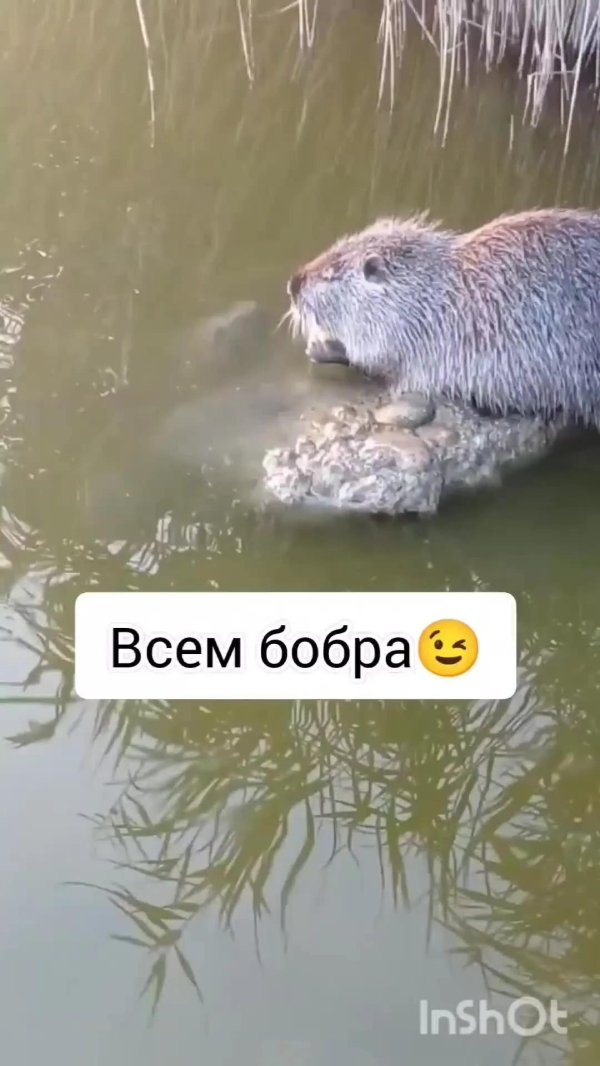 ондатра нутрия