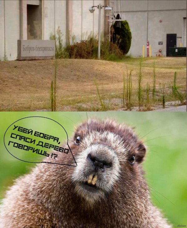 бобр обыкновенный